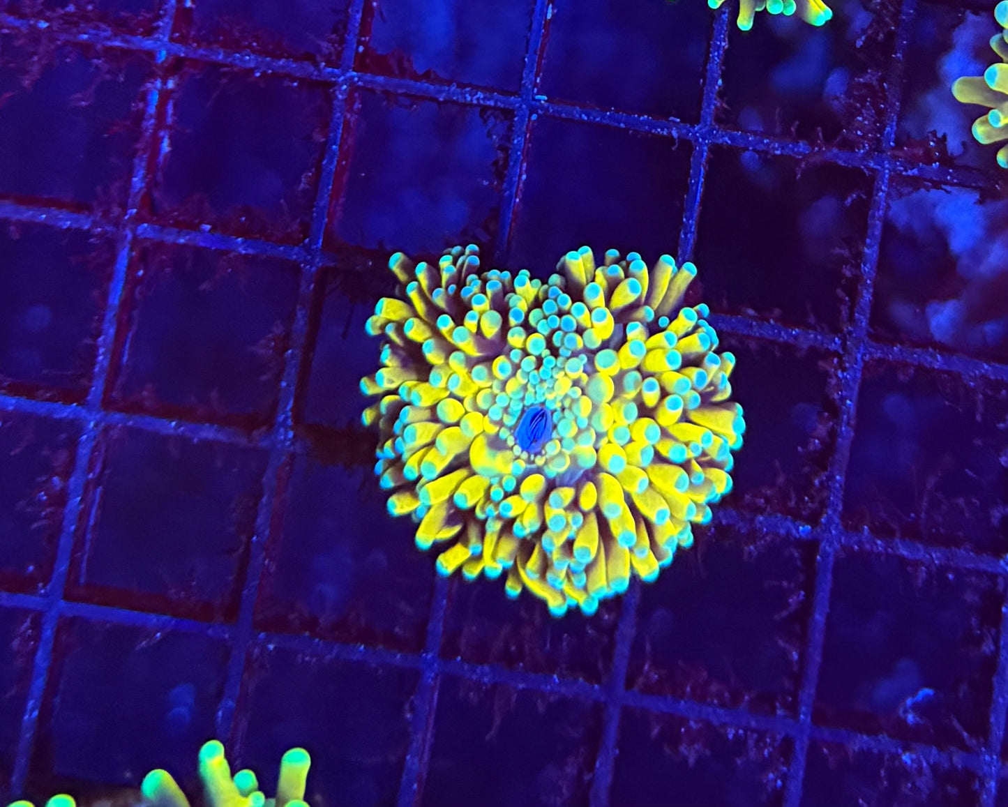 Asian banana Barnacle