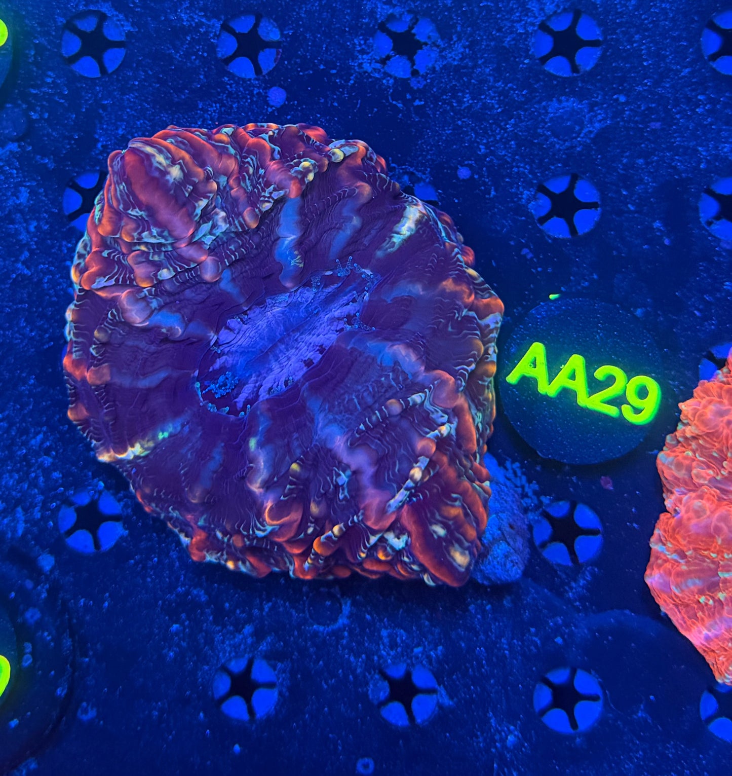 Rainbow indophyllia