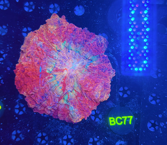 Rainbow acantho C77