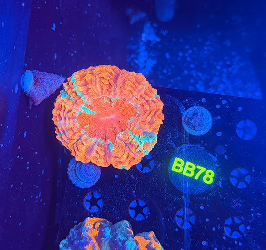 Rainbow acantho  b78