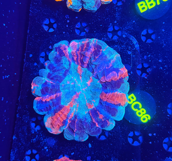 Rainbow acantho C86