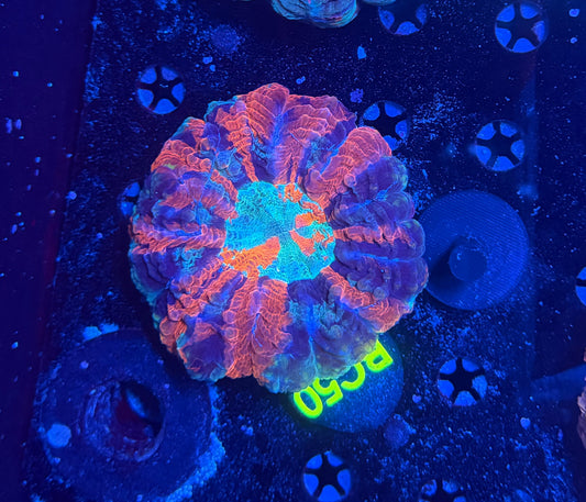 Rainbow acantho c50