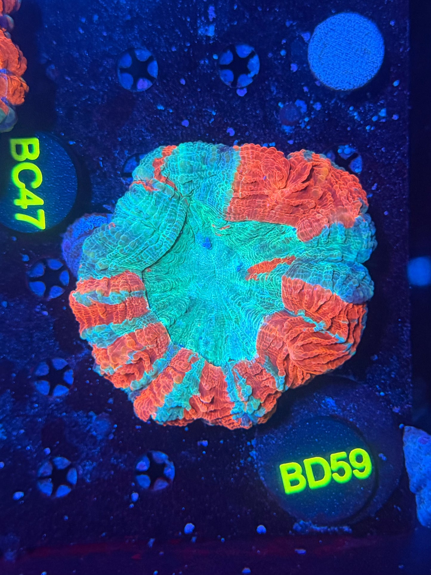 Rainbow acantho d59