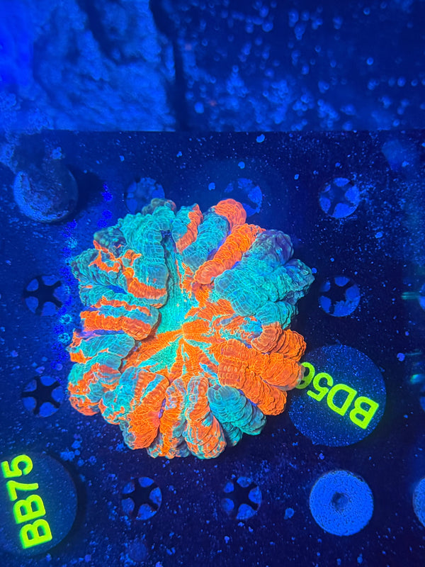 Rainbow acantho d56