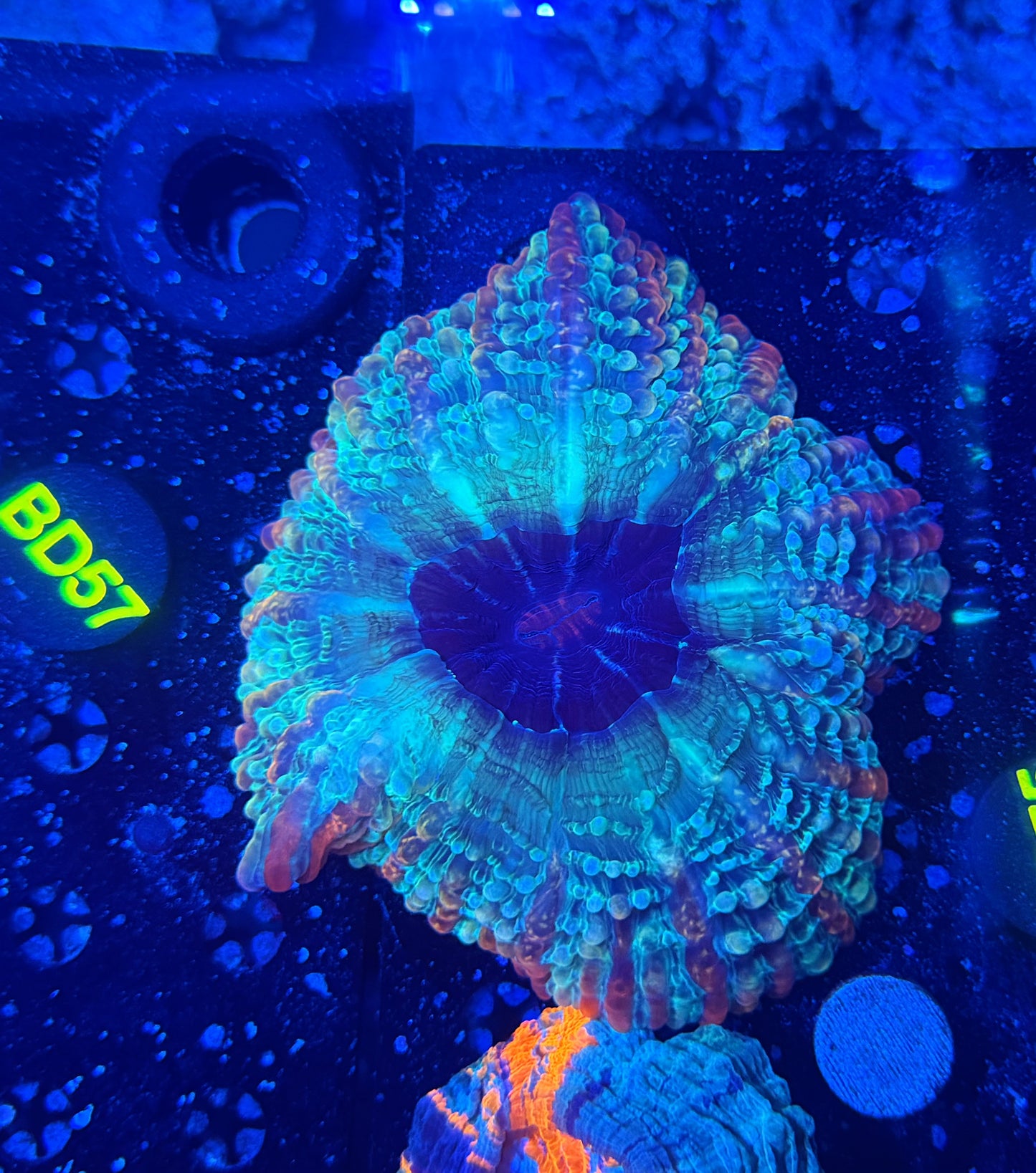 Rainbow indophyillia