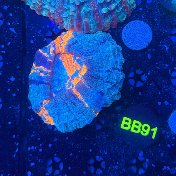 Rainbow acantho B91