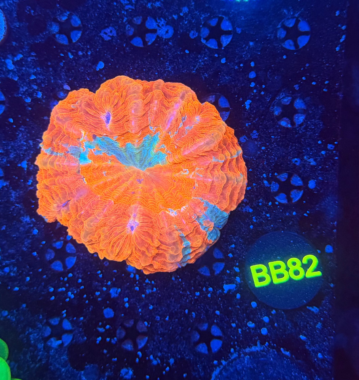 Rainbow acantho b82