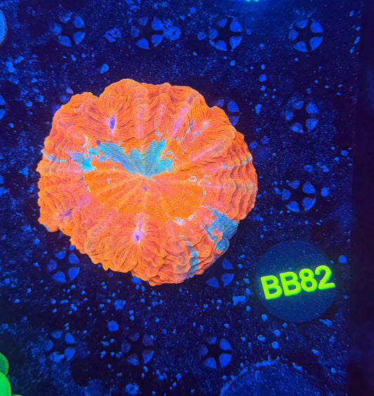 Rainbow acantho b82