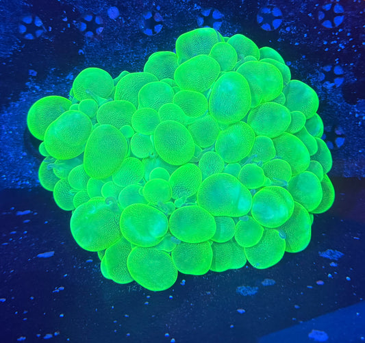 Malay bubble L