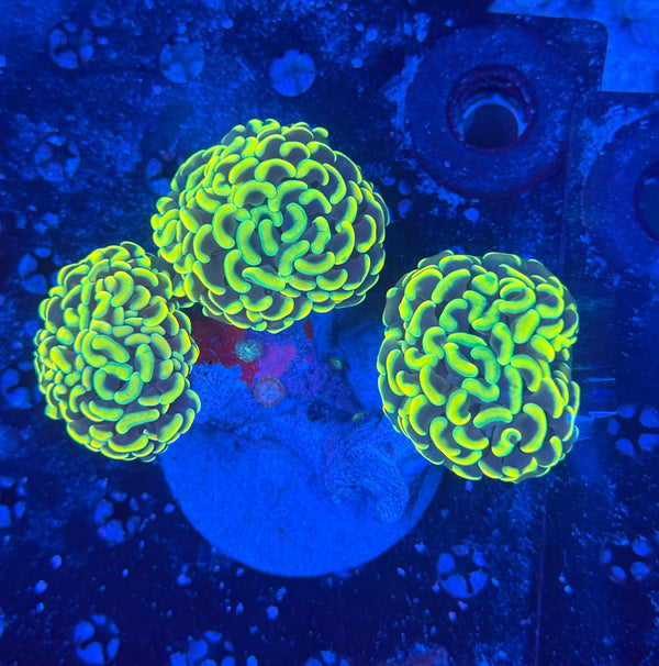 Malay fat head colony