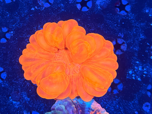 Cynarina
