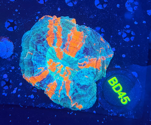 Rainbow acantho D45