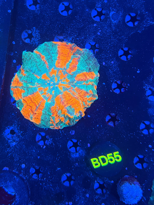 Acantho D55