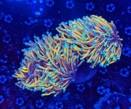 Special fat head gold colony