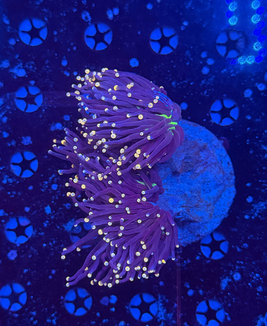 Joker small colony