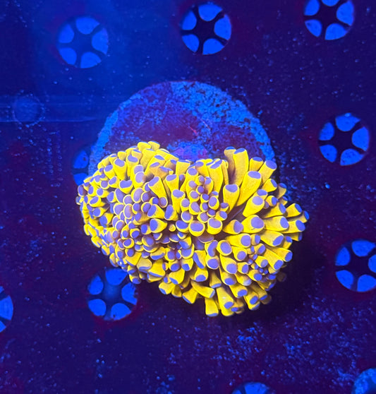 Banana grail