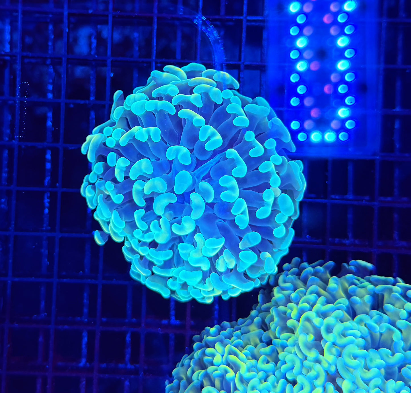 Malay fat head hammer