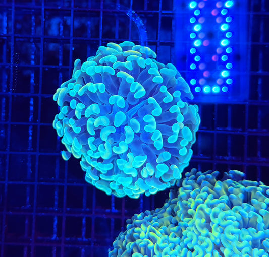 Malay fat head hammer