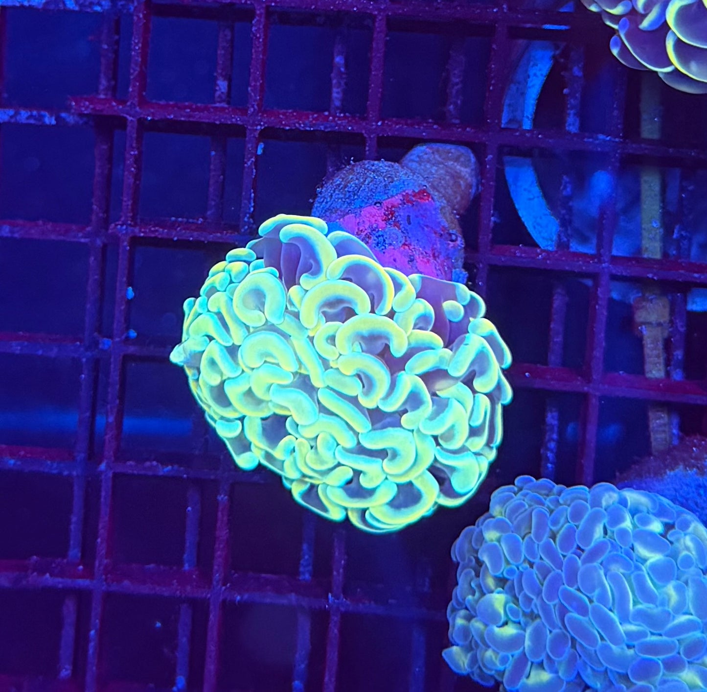 Malay fat head hammer