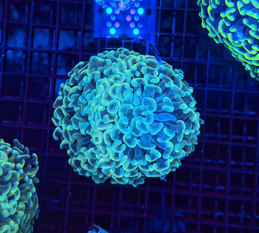 Malay fat head hammer