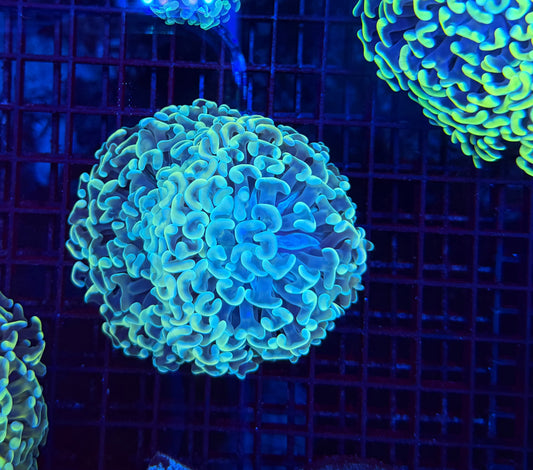 Malay fat head hammer