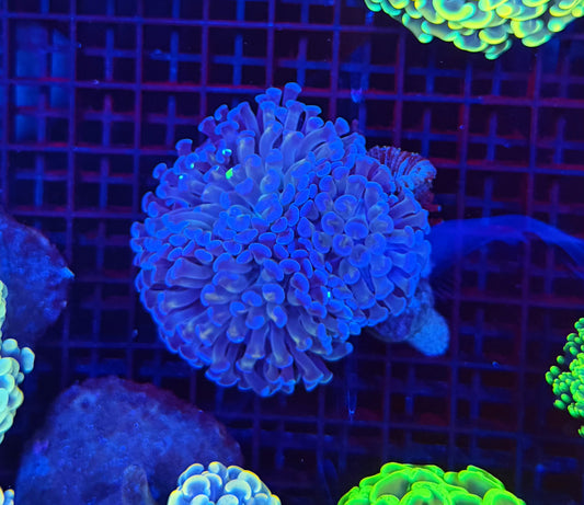 Malay fat head hammer