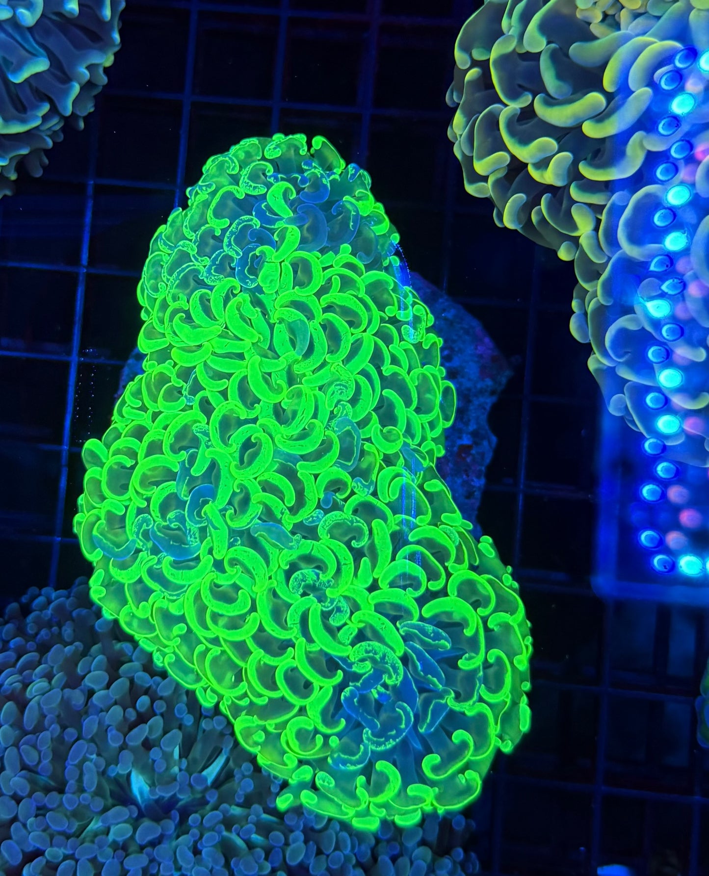 Malay fat head hammer colony