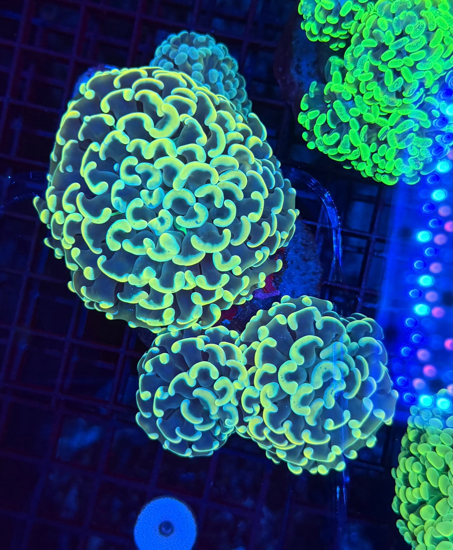 Malay fat head hammer colony