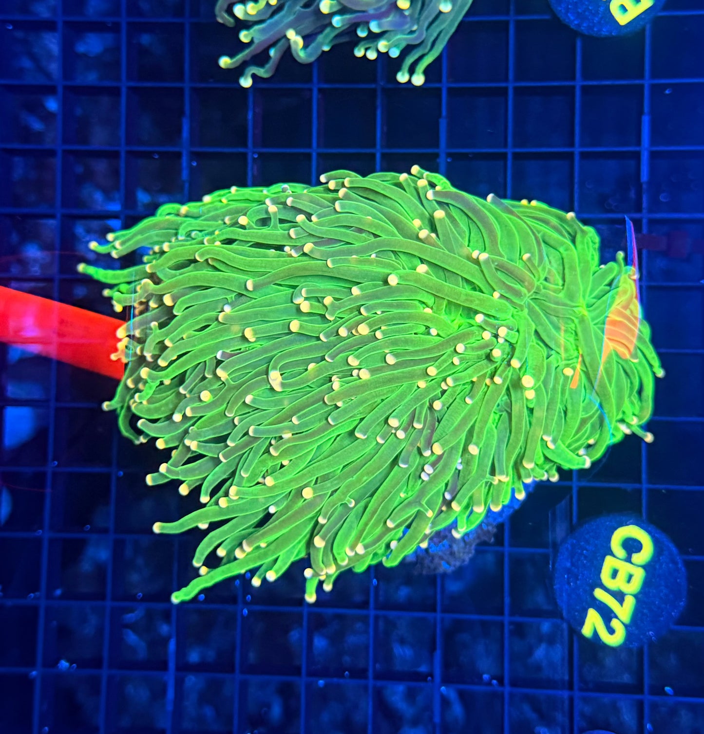 Indo green small colony