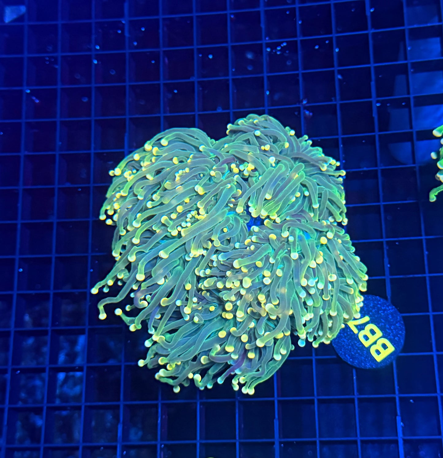 Indo green small colony