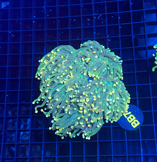 Indo green small colony