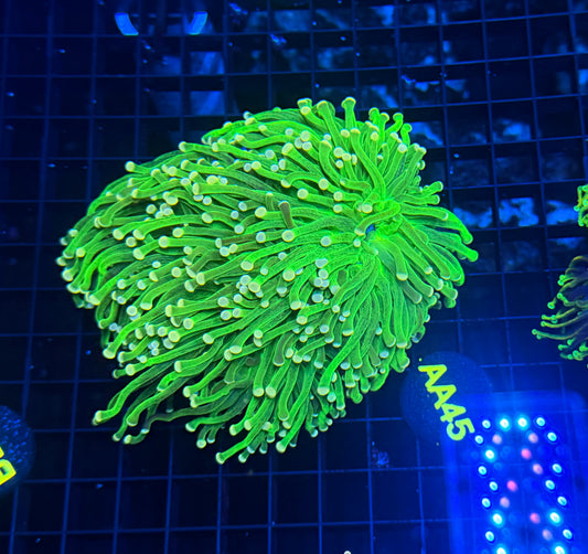 Indo green small colony snake skin