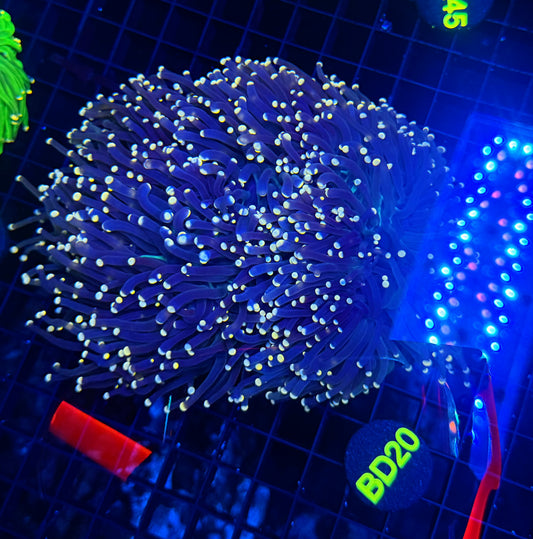 Neon tip colony