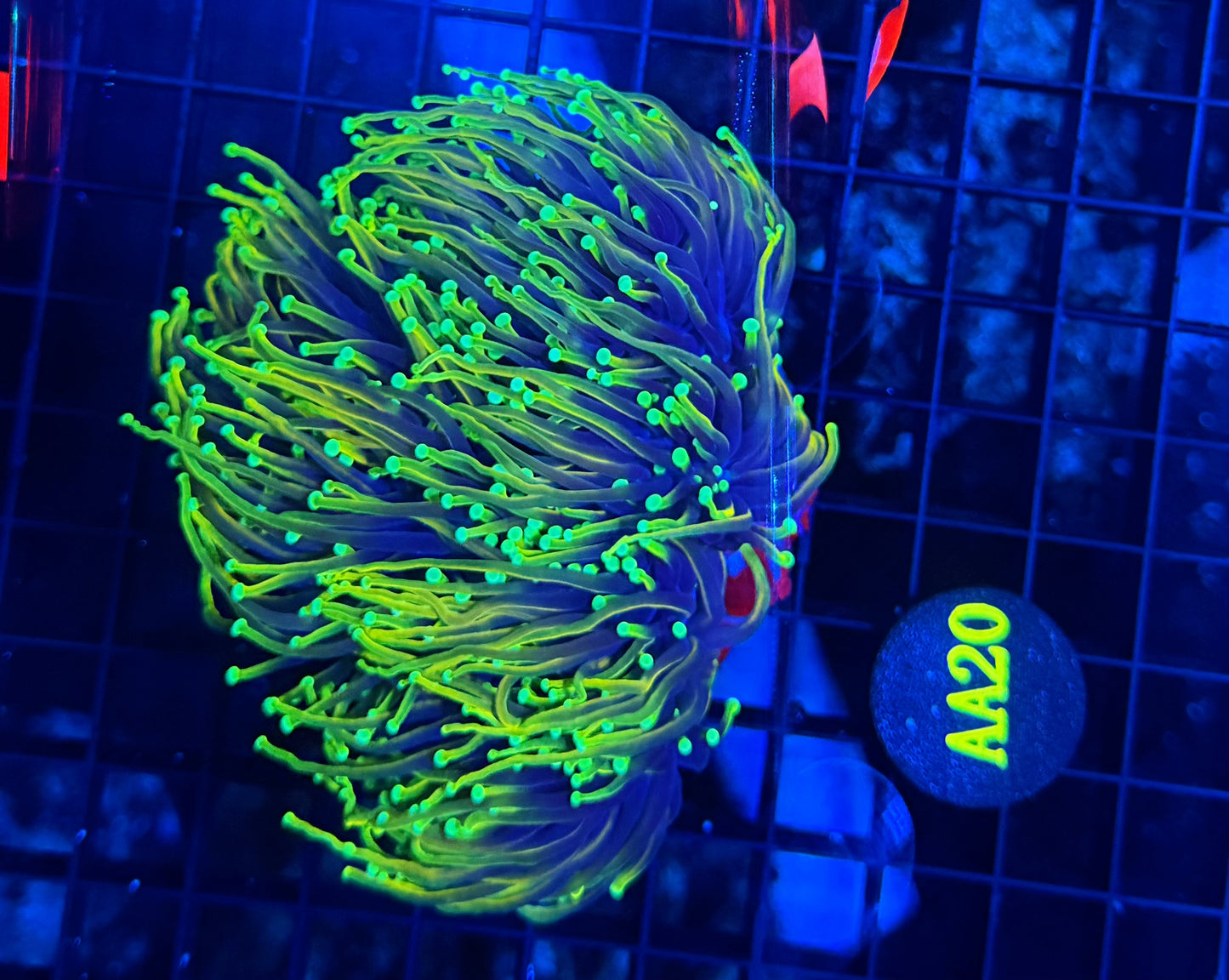 Hellfire colony 4-8 heads