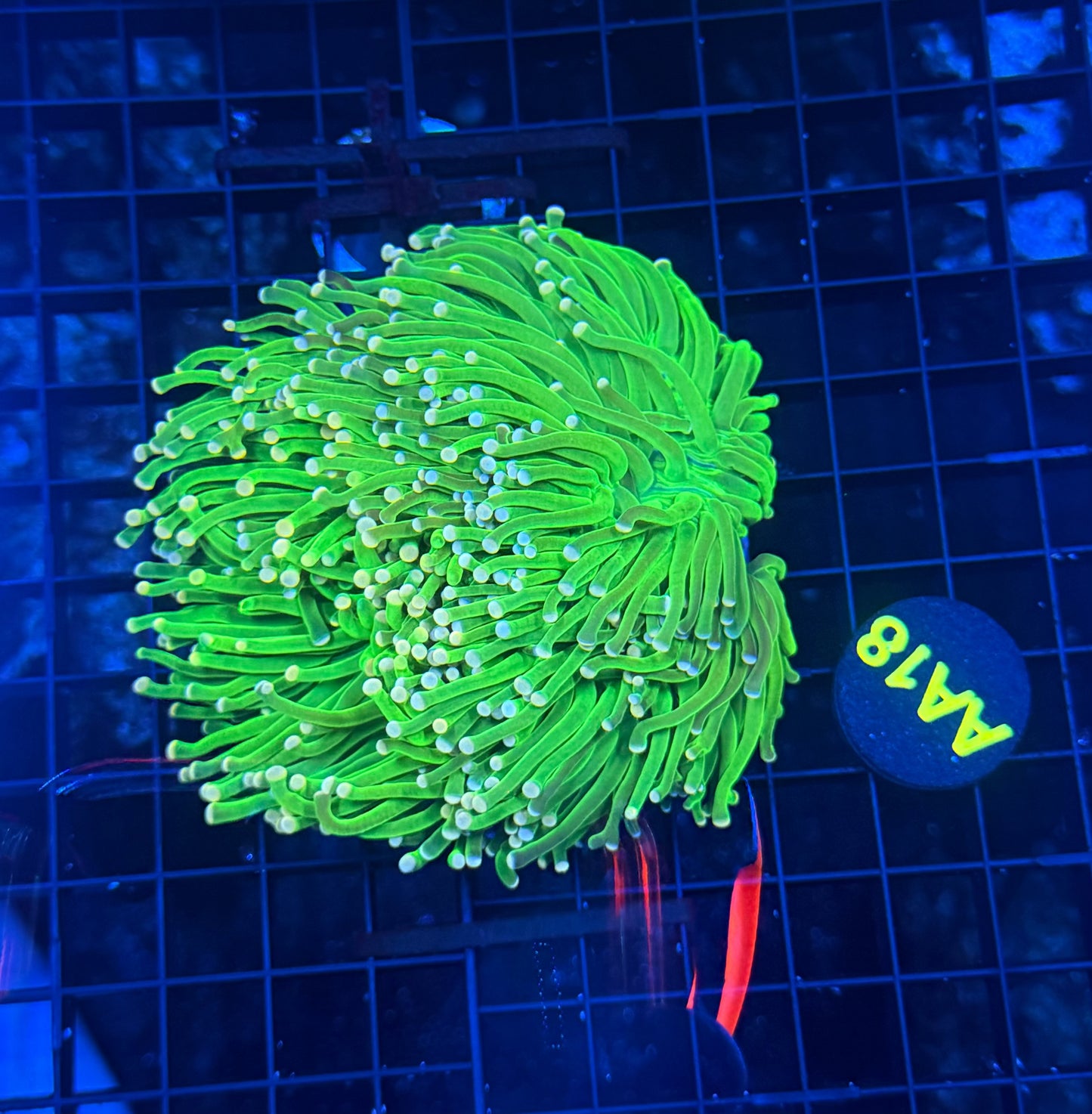 Indo green small colony