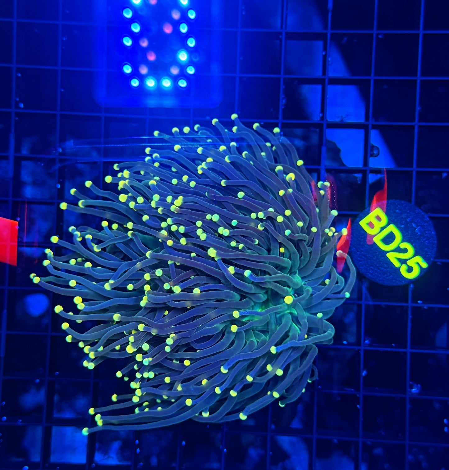 Neon tip small colony