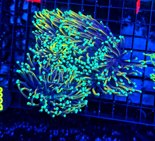 Indo gold colony
