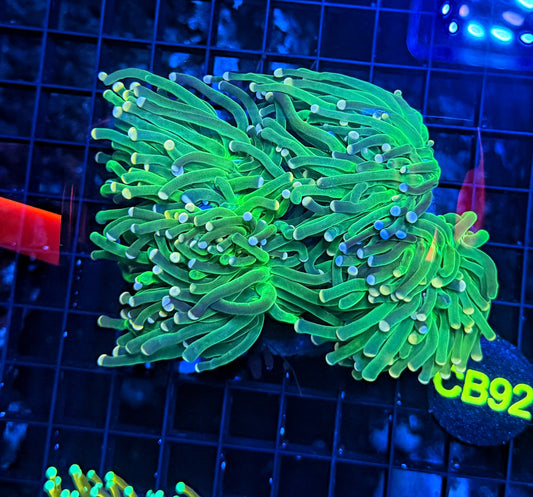 Indo green small colony