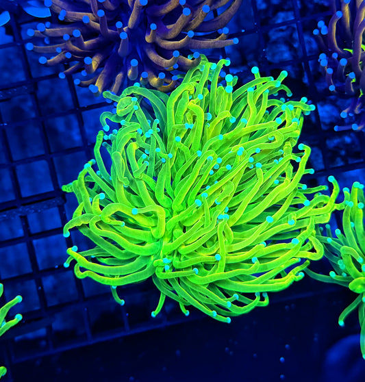 Teal tip master large