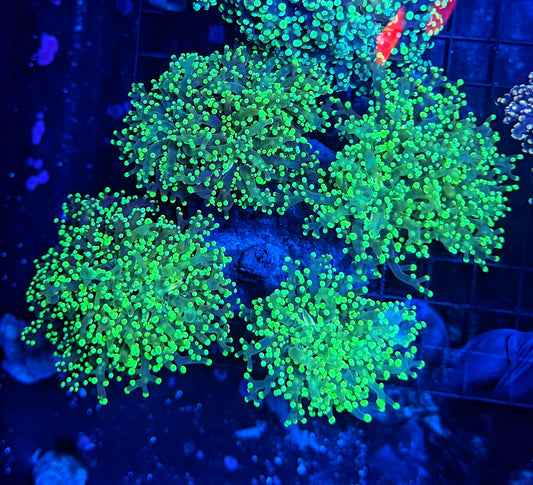 Frogspawn colony