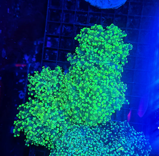Frogspawn colony