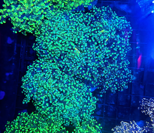 Frogspawn colony