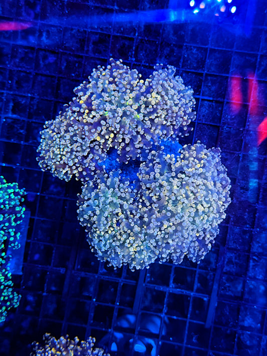 Frogspawn colony