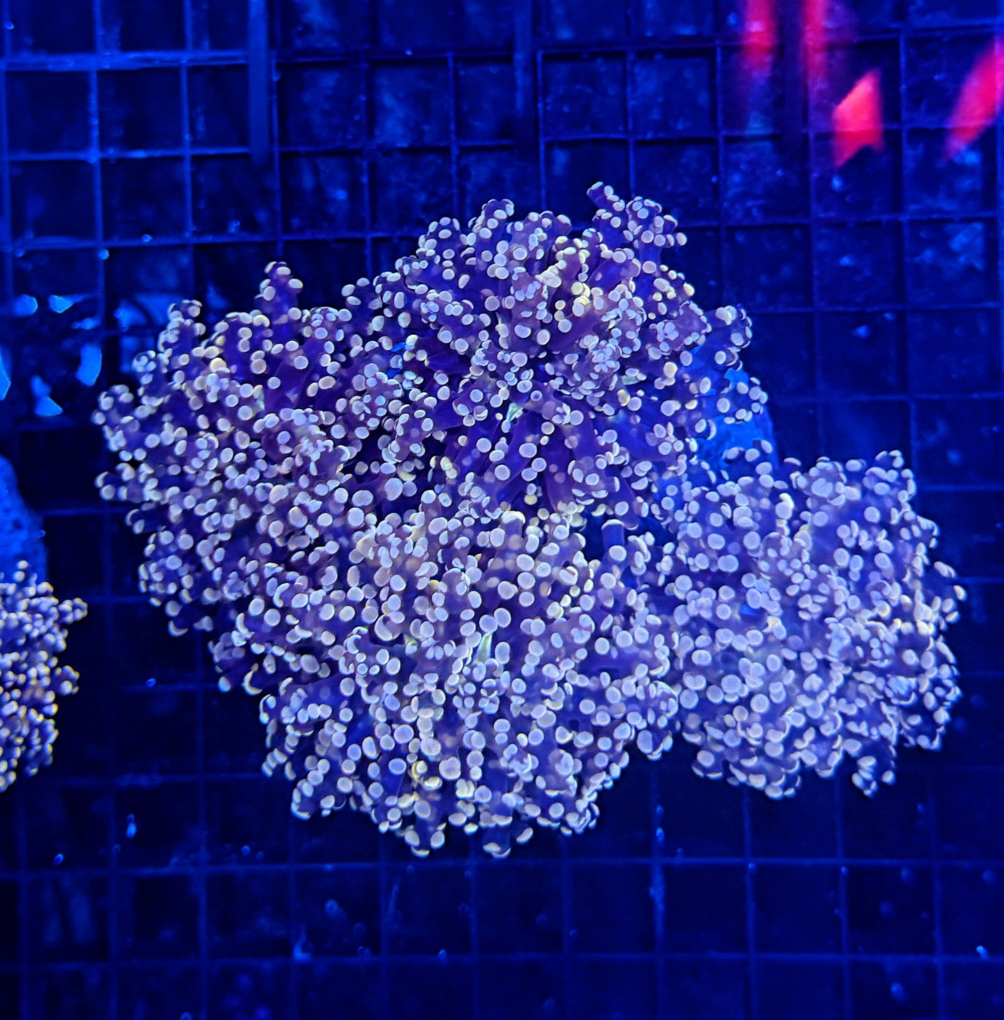Frogspawn colony