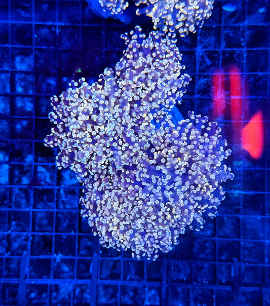 Frogspawn colony