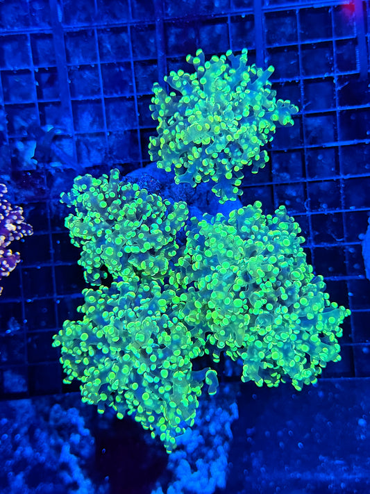 Frogspawn colony