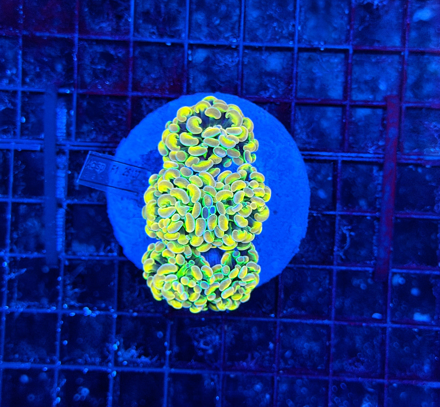 KDR rainbow hologram colony