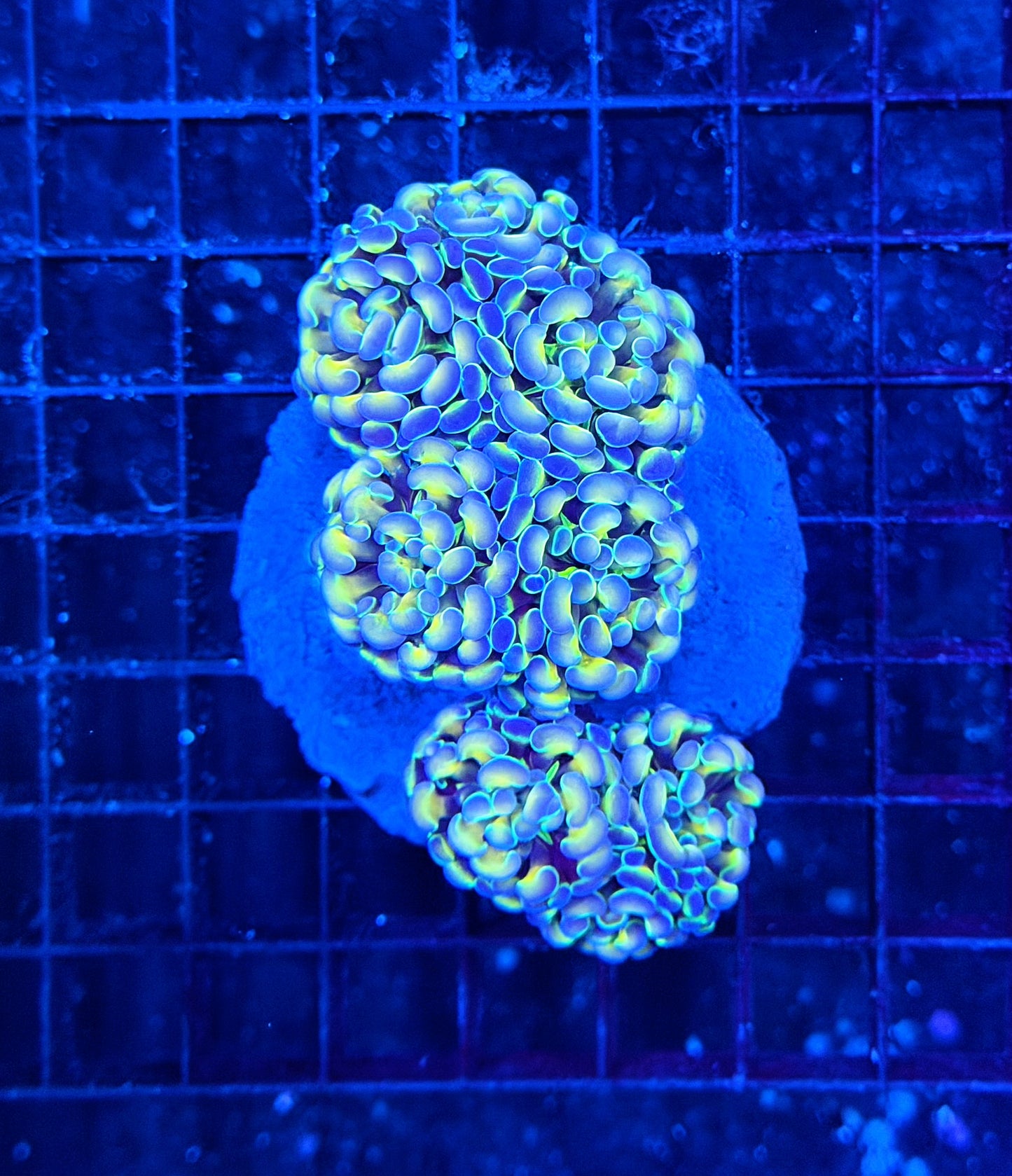 Rainbow hologram