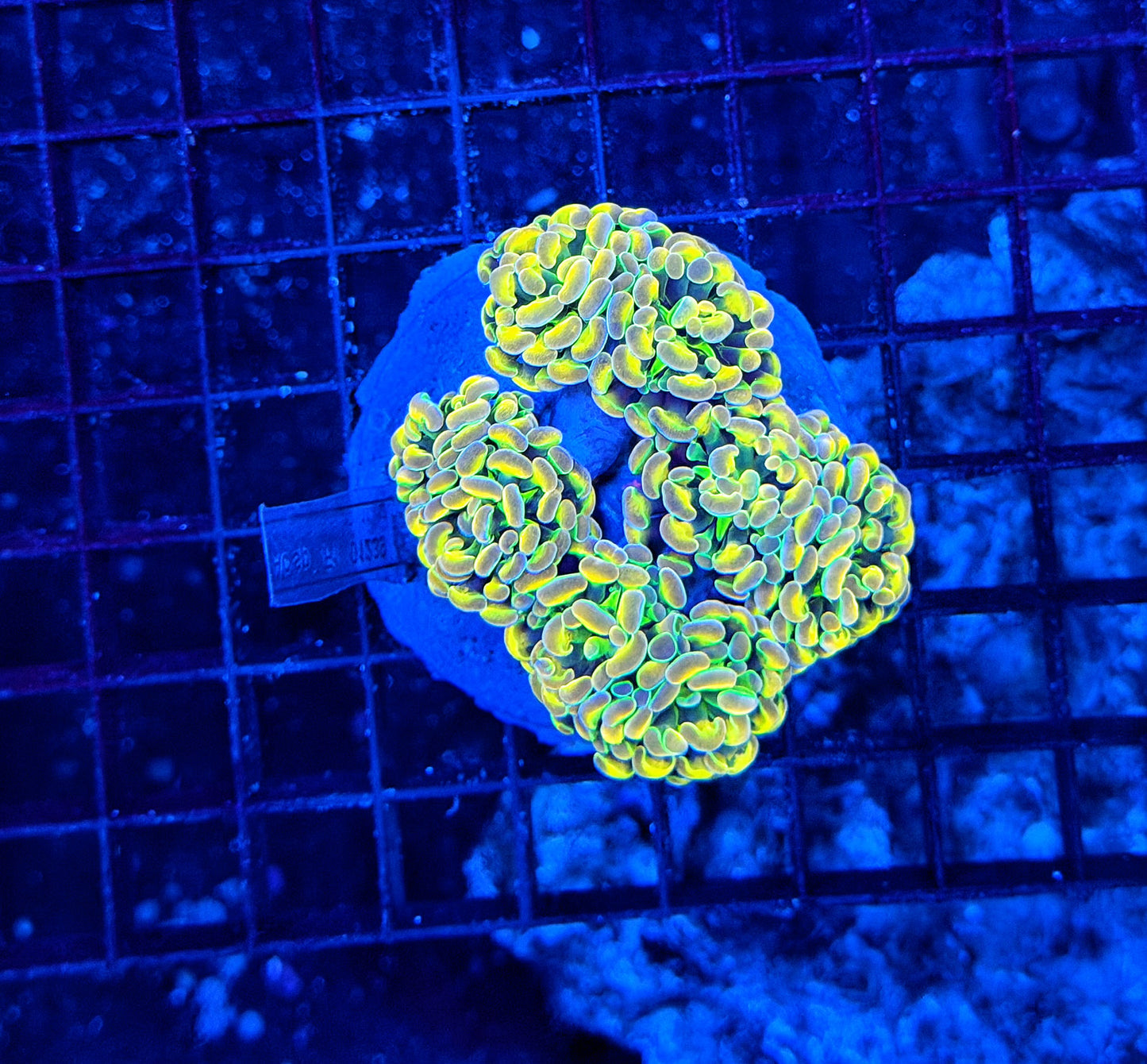 KDR rainbow hologram colony