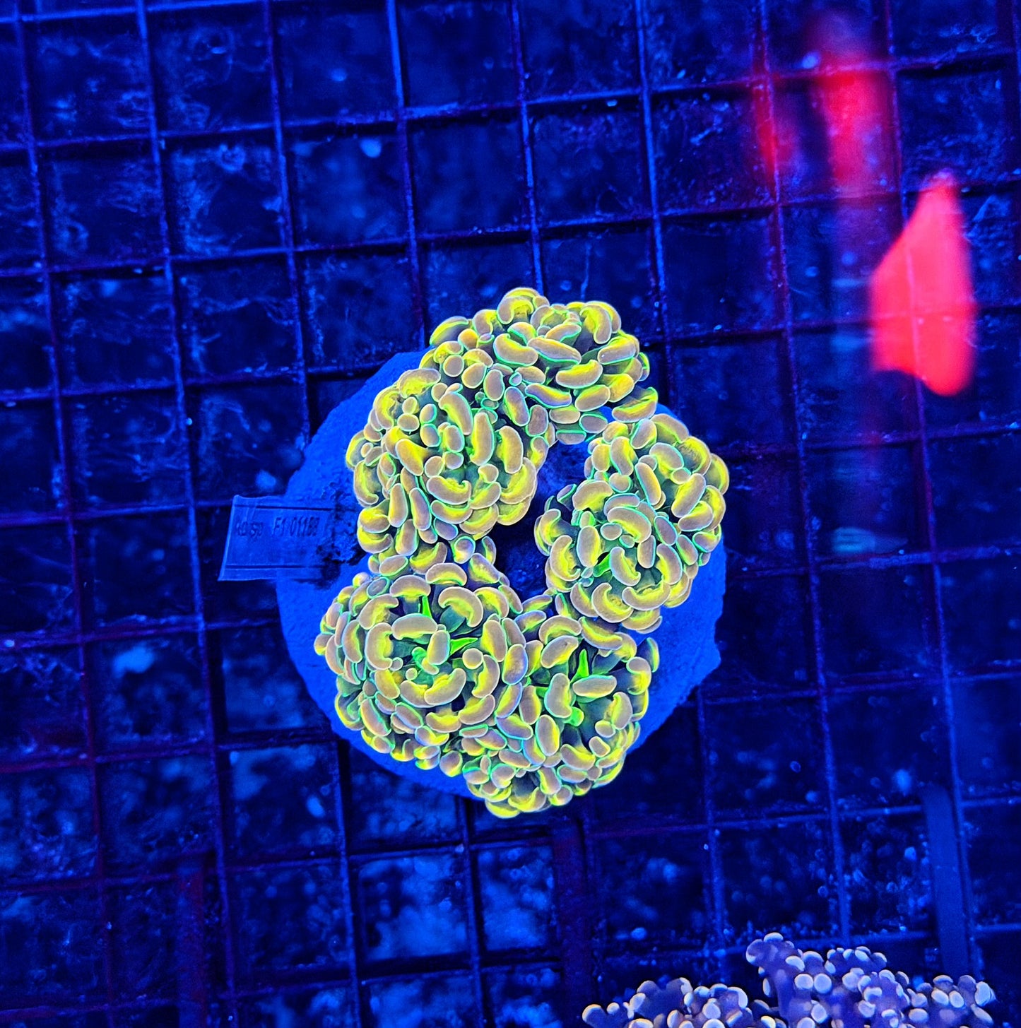 KDR rainbow hologram colony